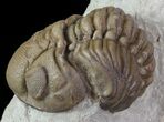 Detailed Lochovella (Reedops) Trilobite Pair - Oklahoma #68638-3